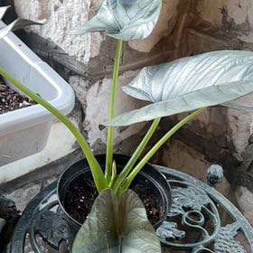 Photo of the plant species Alocasia Reginae Black by @ExpertRedash named Bruce Lee on Greg, the plant care app