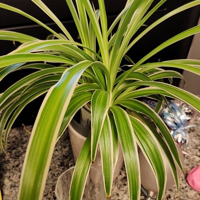 Photo of the plant species Spider plant by @FancyTigerlily4 named Scarlett on Greg, the plant care app