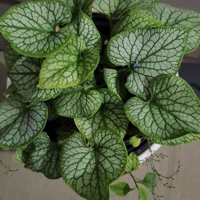 Photo of the plant species False Forget-Me-Not by @FancyTigerlily4 named Kobe on Greg, the plant care app