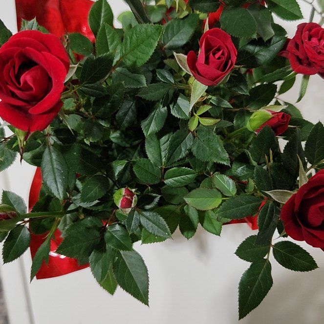 Photo of the plant species Miniature Rose by @FancyTigerlily4 named Lola on Greg, the plant care app