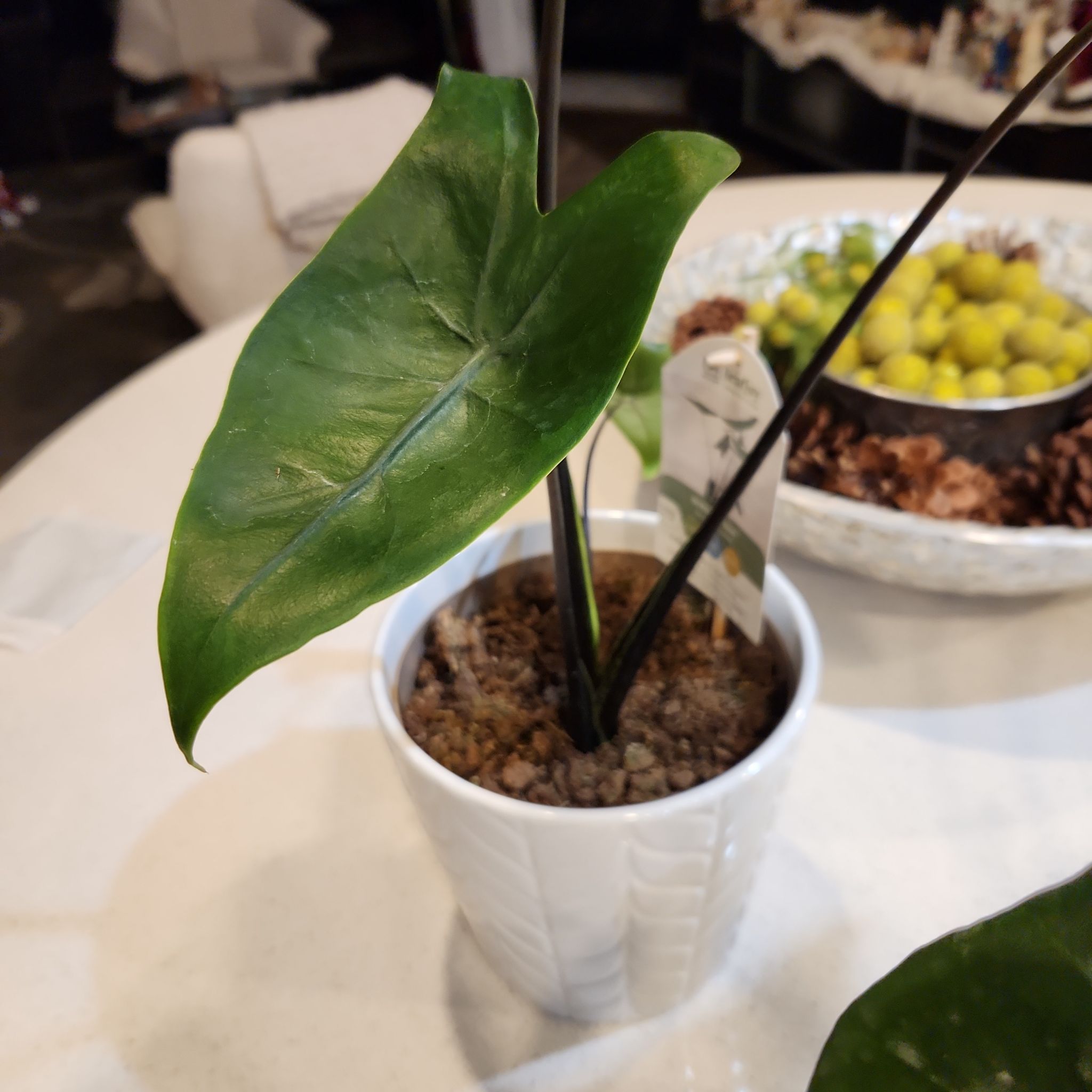 Photo of the plant species Alocasia 'Mythic Blackout' by @FancyTigerlily4 named Emerson on Greg, the plant care app
