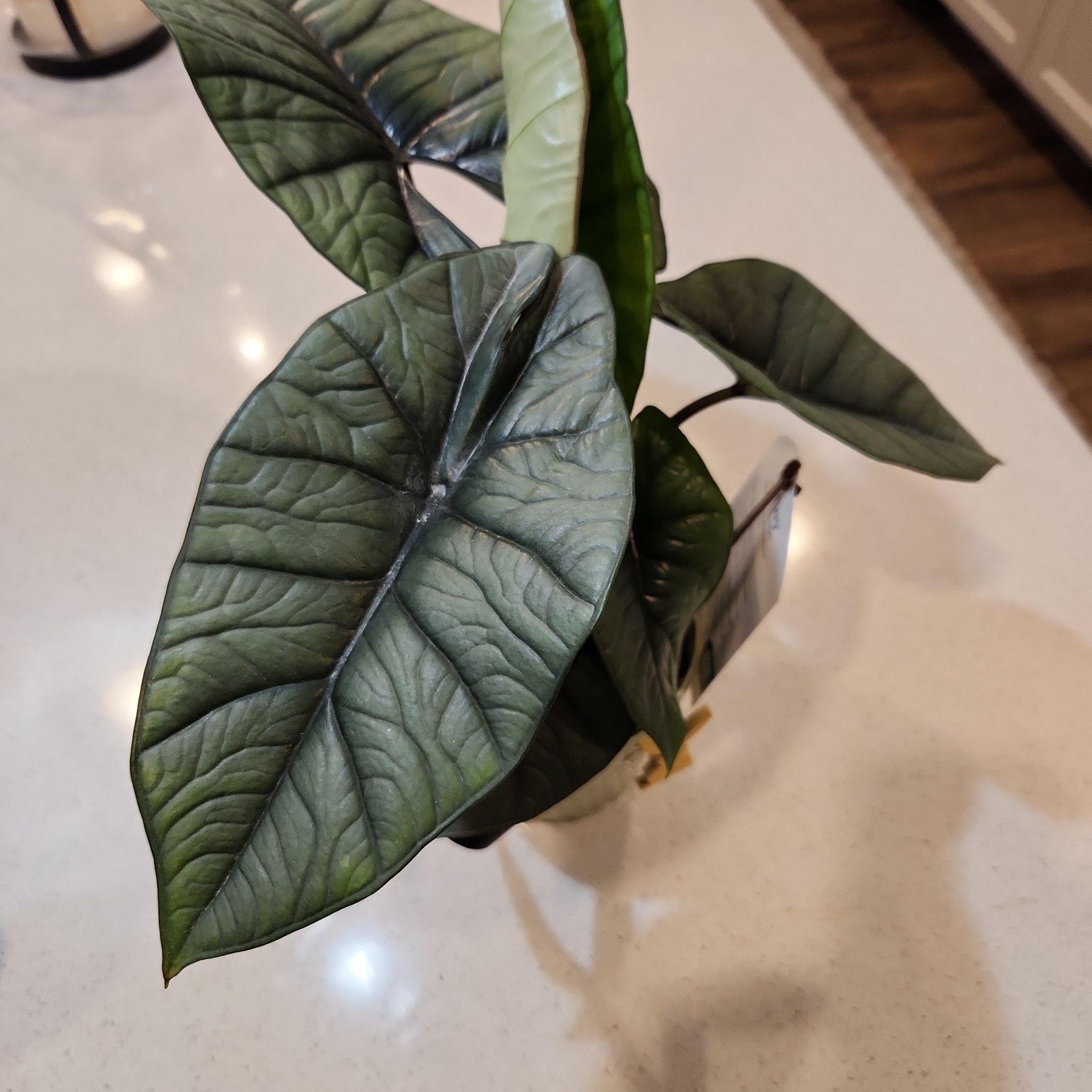Photo of the plant species Alocasia 'Mythic Quicksilver' by @FancyTigerlily4 named Zion on Greg, the plant care app