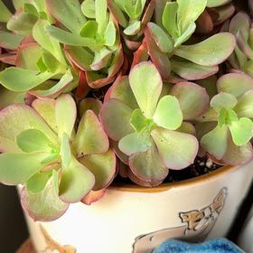 Photo of the plant species Echeveria Sunyan by @HurricaneBelle named Orlando Bloom on Greg, the plant care app