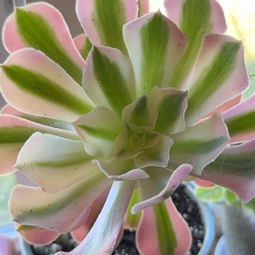 Photo of the plant species Aeonium 'Pink Witch' by @HurricaneBelle named Sabrina on Greg, the plant care app