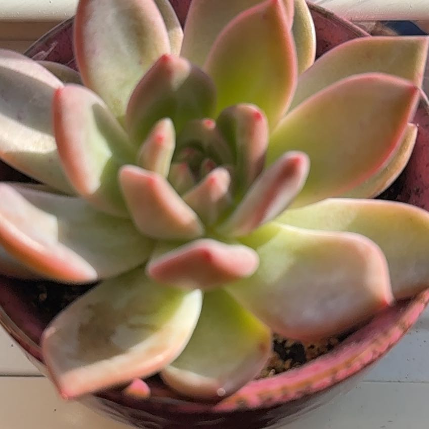 Photo of the plant species Pink Champagne Echeveria by @HurricaneBelle named Rasputia on Greg, the plant care app
