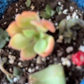 Photo of the plant species Echeveria 'Red Noble' by @HurricaneBelle named Norbit on Greg, the plant care app