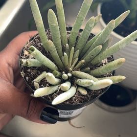 Photo of the plant species Senecio scaposus by @AstuteTozzia67 named Walt on Greg, the plant care app