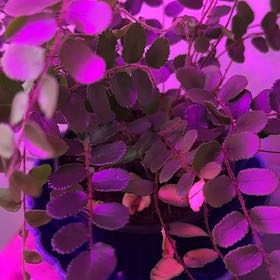 Photo of the plant species Brenia Snowbush by @SunnyTule97 named Osmo on Greg, the plant care app