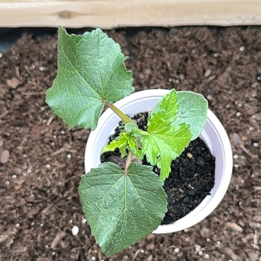 Photo of the plant species Abelmoschus Esculentus by @AbleRedlion3 named Lola on Greg, the plant care app