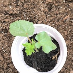 Photo of the plant species Abelmoschus Esculentus by @AbleRedlion3 named Figyonce on Greg, the plant care app