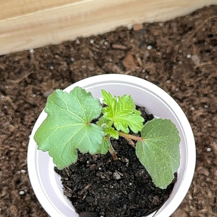 Photo of the plant species Abelmoschus Esculentus by @AbleRedlion3 named Cleopatra on Greg, the plant care app