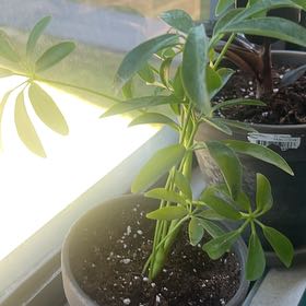 Photo of the plant species Hawaiian Schefflera by @CalmingCat82 named Ronaldo on Greg, the plant care app