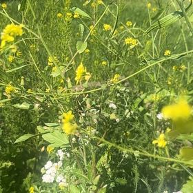Photo of the plant species Field Mustard by @ChirpyMelon63 named Duke on Greg, the plant care app