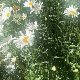 Photo of the plant species Max Chrysanthemum by @ChirpyMelon63 named Huckleberry Fern on Greg, the plant care app