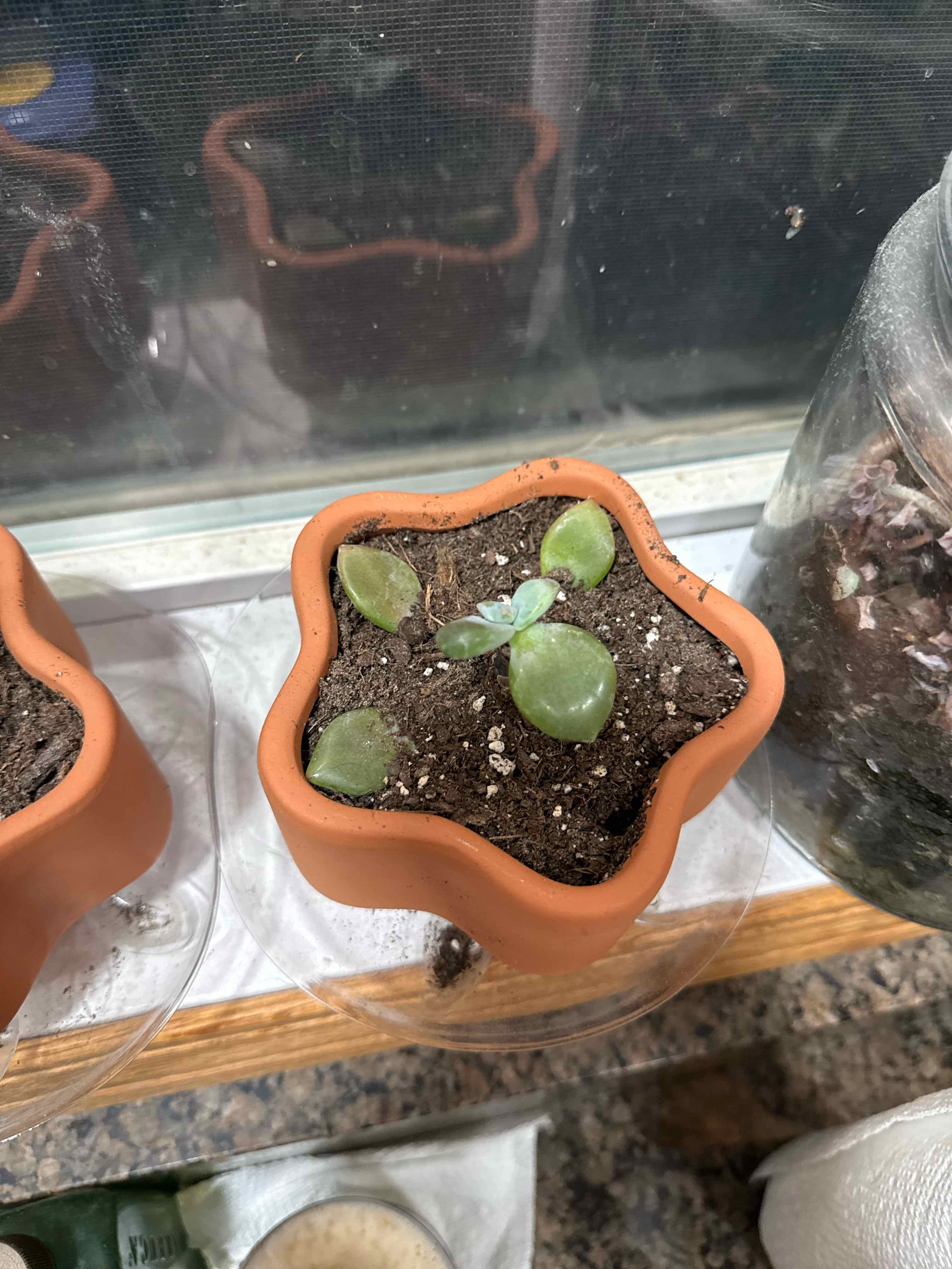 Photo of the plant species Graptopetalum pentandrum 'Murasaki' by @AproposFuscia27 named Peralta on Greg, the plant care app