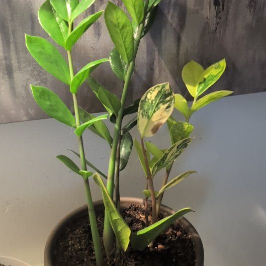 Photo of the plant species Variegated ZZ by @QualityToropapa named Willow on Greg, the plant care app