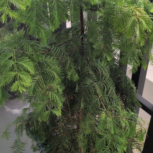 Photo of the plant species Dawn Redwood by @QualityToropapa named Kesha on Greg, the plant care app