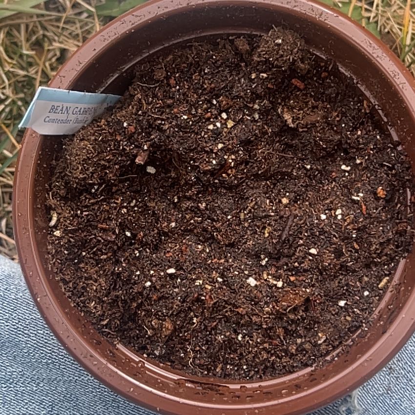 Photo of the plant species Contender Bean by @TryLacealoe89 named Khaleesi on Greg, the plant care app