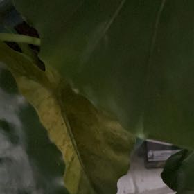 Photo of the plant species Big-Leaf Magnolia by @ConsciousSucc named Keanu Leaves on Greg, the plant care app