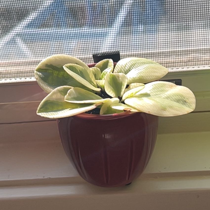 Photo of the plant species Peperomia Citrus Twist by @LushPeony72 named Oscar on Greg, the plant care app