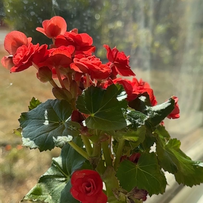 Photo of the plant species Rieger Begonia by @WholeBlueelf79 named Planty on Greg, the plant care app