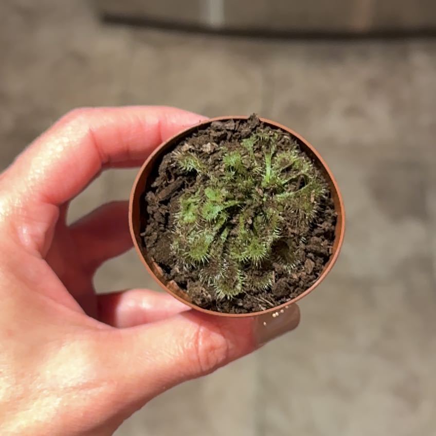 Photo of the plant species Spoon Leaf Sundew by @FineSuriana76 named Demi on Greg, the plant care app