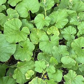 Photo of the plant species Melon by @HunkySalsa50 named Melon on Greg, the plant care app