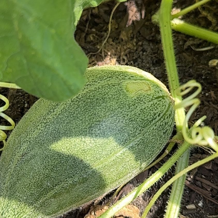 Photo of the plant species Melon by @HunkySalsa50 named Nithin on Greg, the plant care app