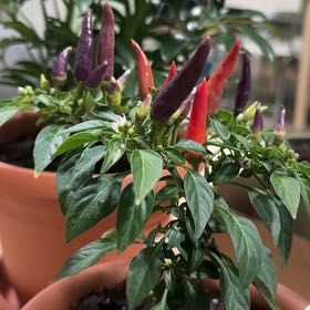 Photo of the plant species Sangria Pepper by @AmazingFlax62 named Buldak on Greg, the plant care app