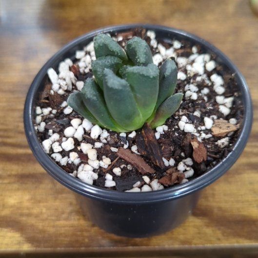 Photo of the plant species Horse's Teeth by @HeeyyJess named Horse teeth on Greg, the plant care app