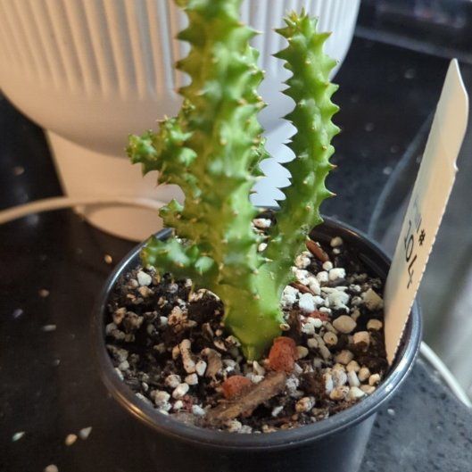 Photo of the plant species Persian Carpet Flower by @HeeyyJess named Stinky on Greg, the plant care app