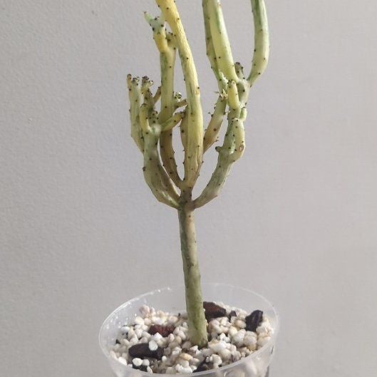 Photo of the plant species Cat Tails Euphorbia by @HeeyyJess named Kylie on Greg, the plant care app