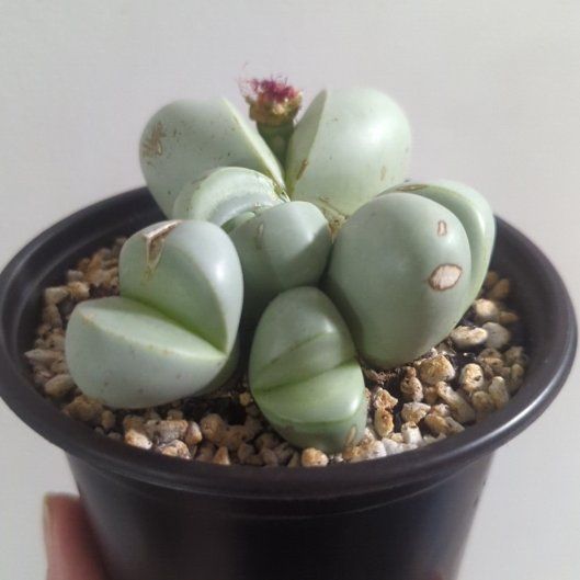 Photo of the plant species Argyroderma delaetii by @HeeyyJess named Beckham on Greg, the plant care app