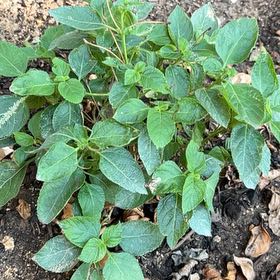 Photo of the plant species Lantana 'Lazzlared' by @HotUrnplant10 named Homer on Greg, the plant care app