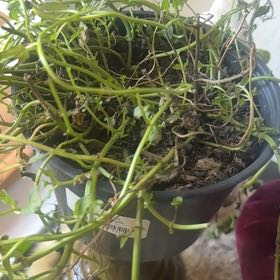 Photo of the plant species Chocolate Mint by @YoungMango82 named Sigmund on Greg, the plant care app