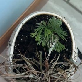 Photo of the plant species Eyelash Fern by @StableKanna84 named Sanders on Greg, the plant care app