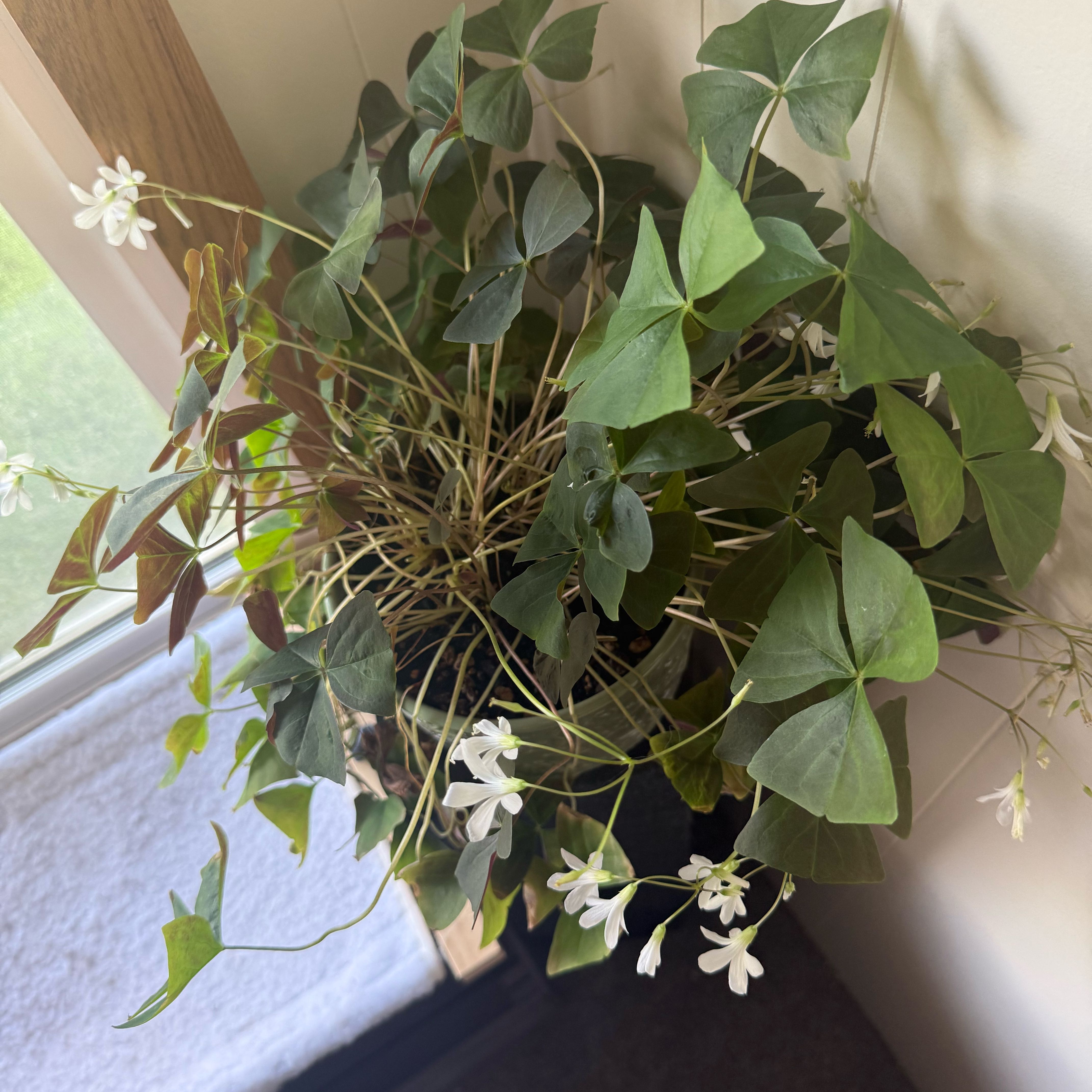 Photo of the plant species Shamrock by @StableKanna84 named Harry on Greg, the plant care app