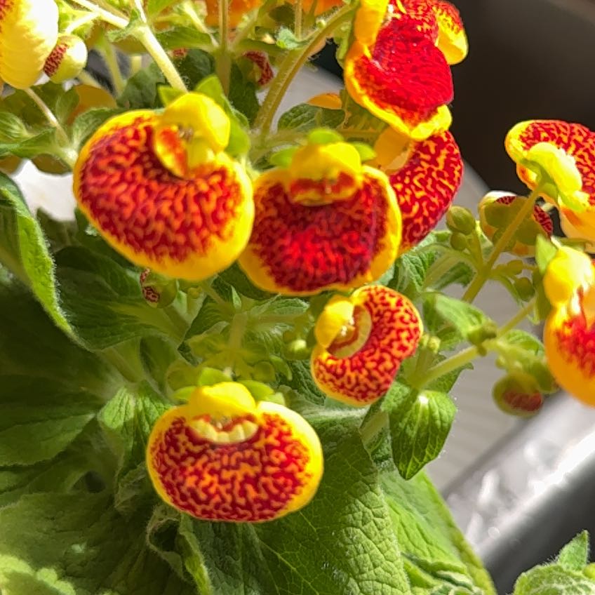 Photo of the plant species Pocketbook Plant by @PerkyParsley32 named Rufus on Greg, the plant care app