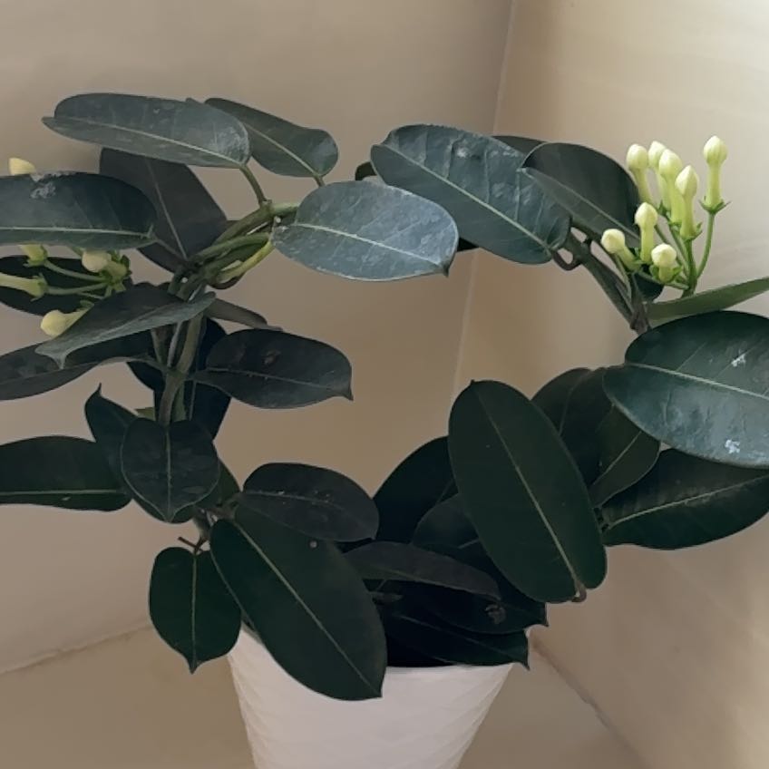 Photo of the plant species Variegated Madagascar Jasmine by @PerkyParsley32 named Daphne on Greg, the plant care app
