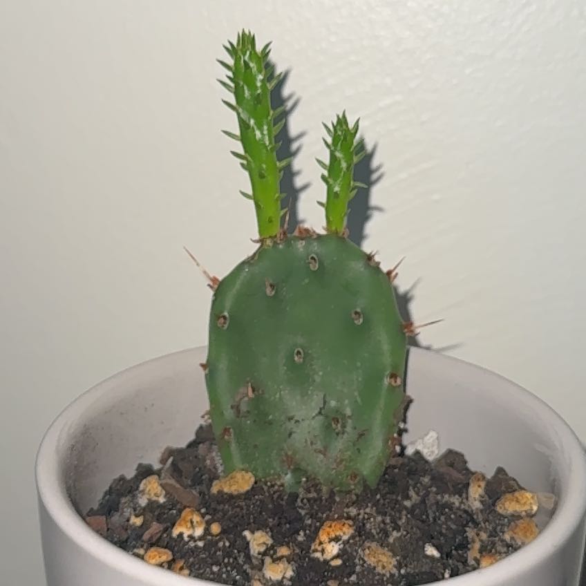 Photo of the plant species Eastern Prickly-Pear Cactus by @IncisiveCactus named Rosa on Greg, the plant care app