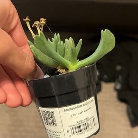 Photo of the plant species Elkhorn Plant by @CleanEndive39 named Rihanna on Greg, the plant care app