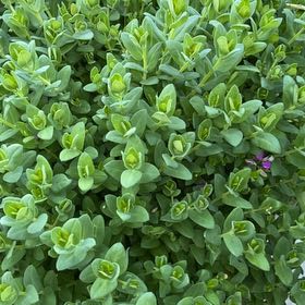 Photo of the plant species Sweet Pea Shrub 'Bibi Pink' by @BetterPothos61 named Orwell on Greg, the plant care app
