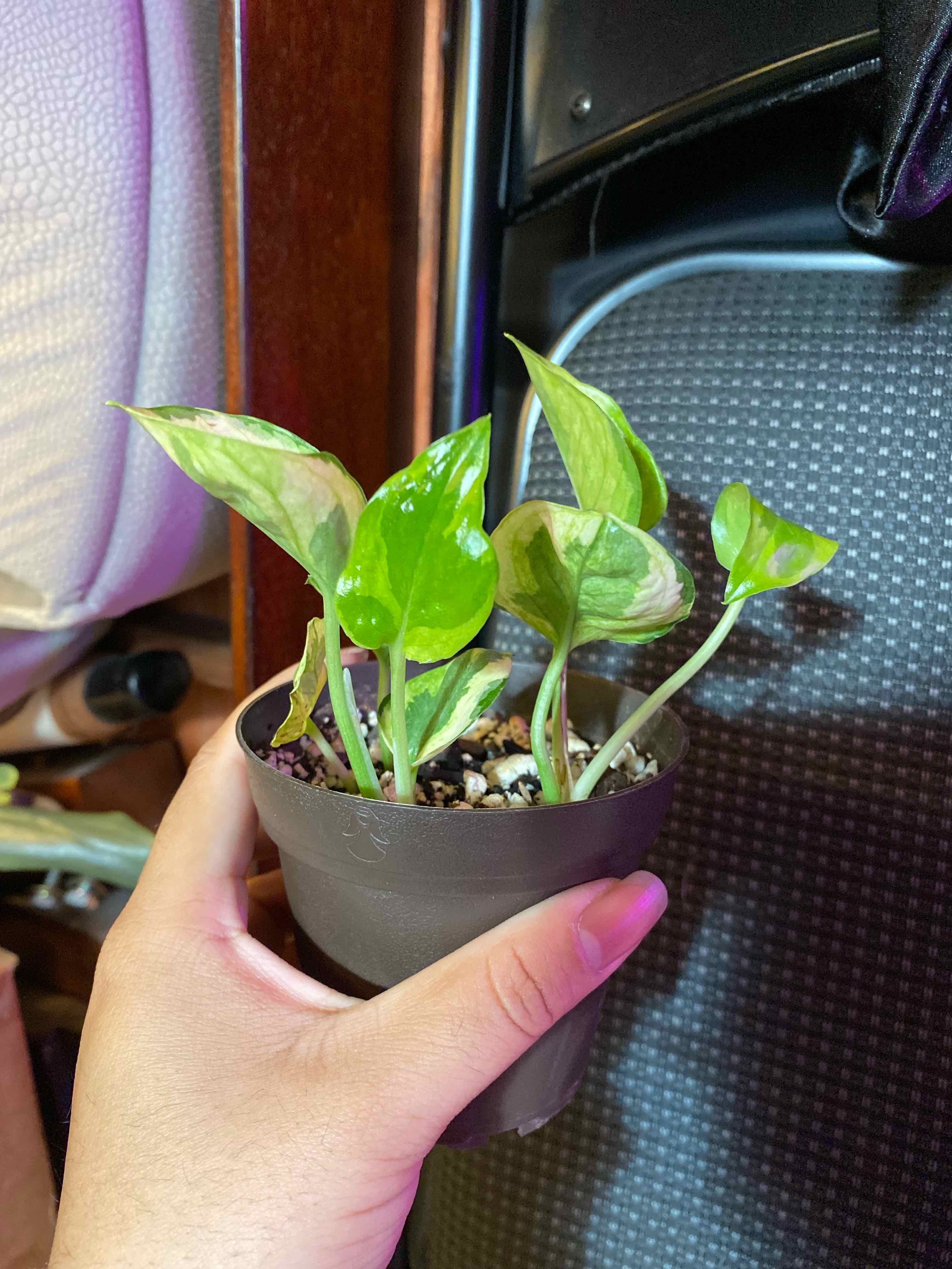 A healthy Lemon Meringue Pothos plant in a small pot, held by a hand.