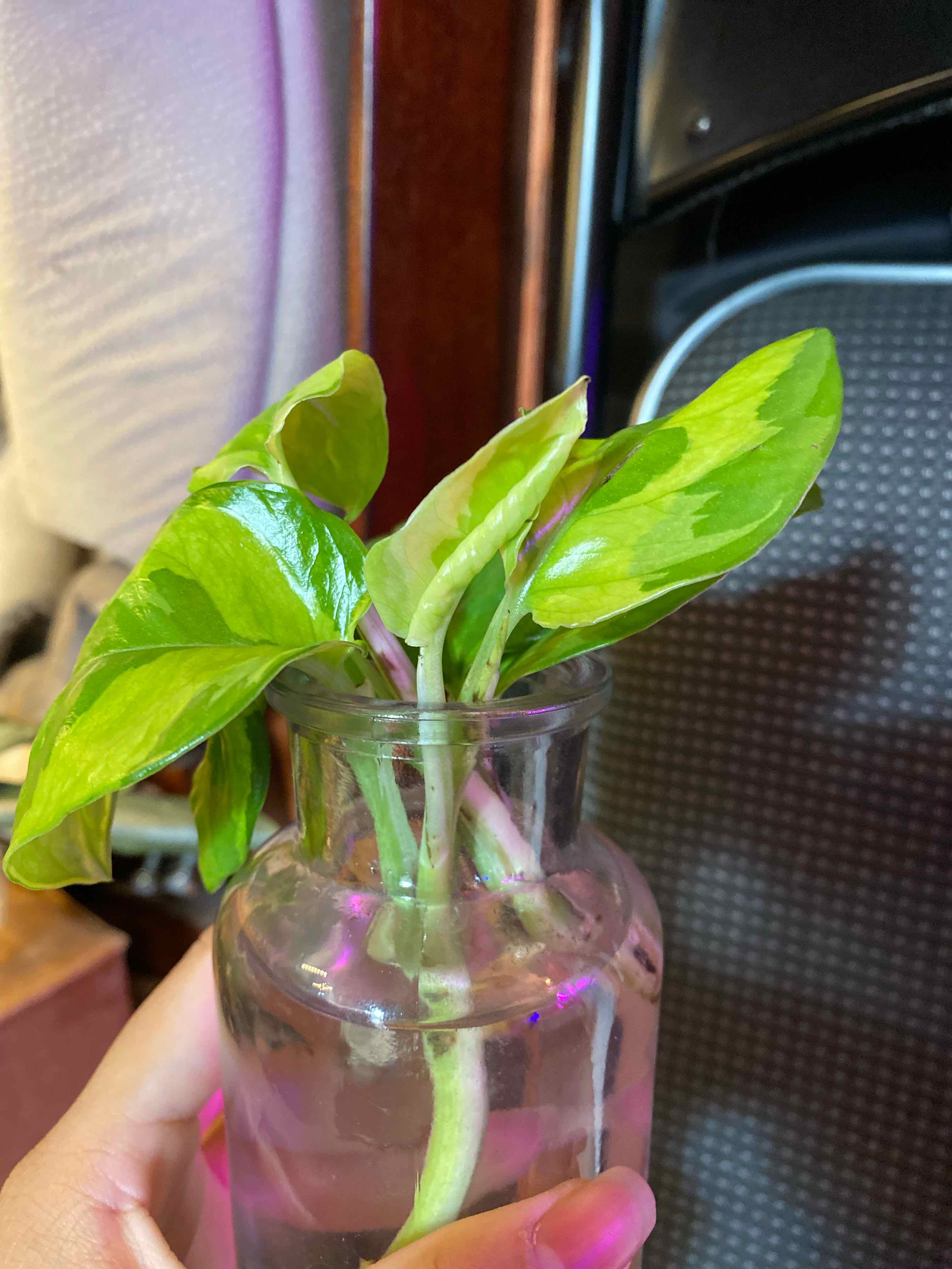 Lemon Meringue Pothos plant in a glass container with water, held by a hand.