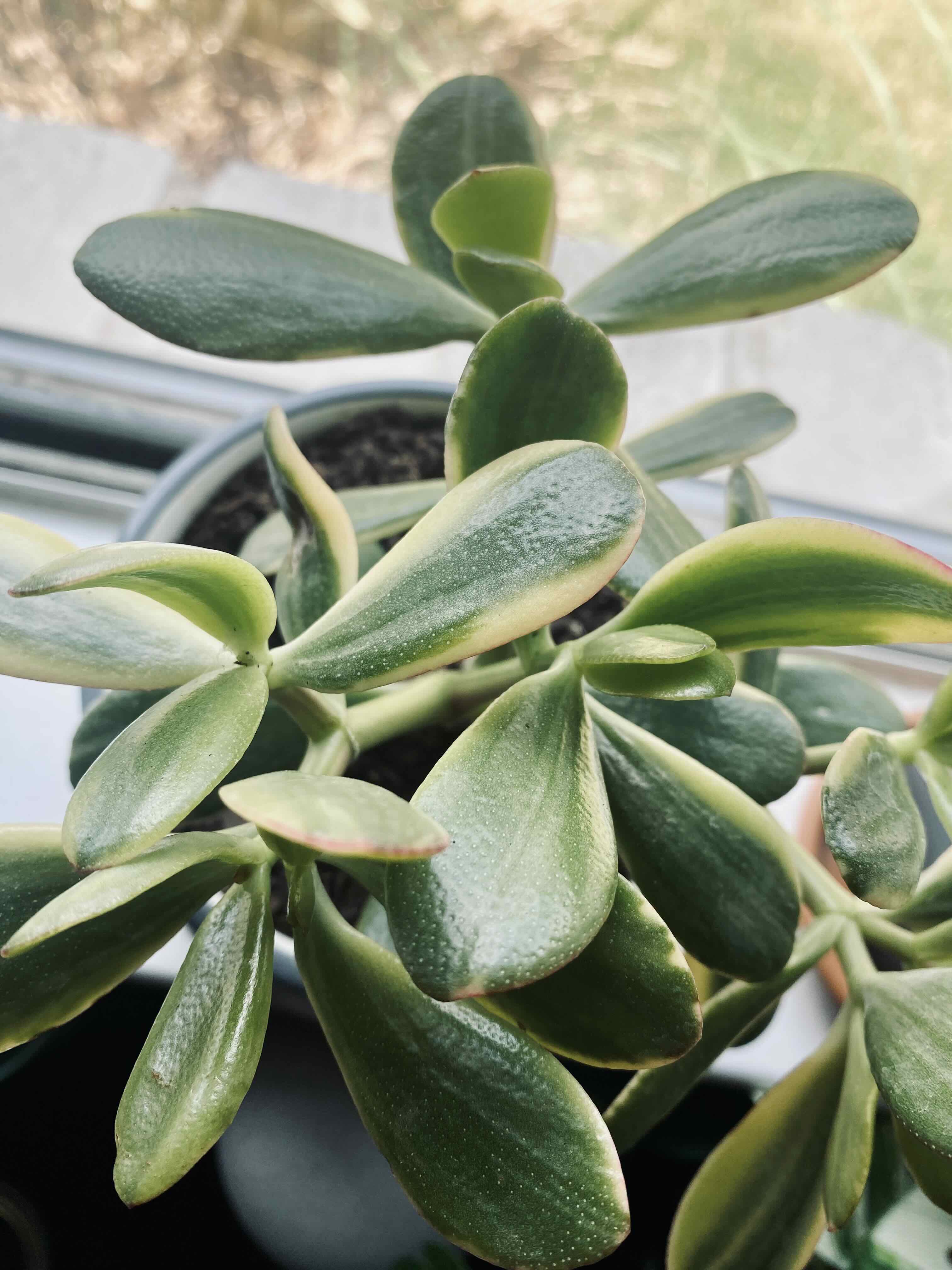 Healthy Variegated Jade plant with green leaves in a pot.