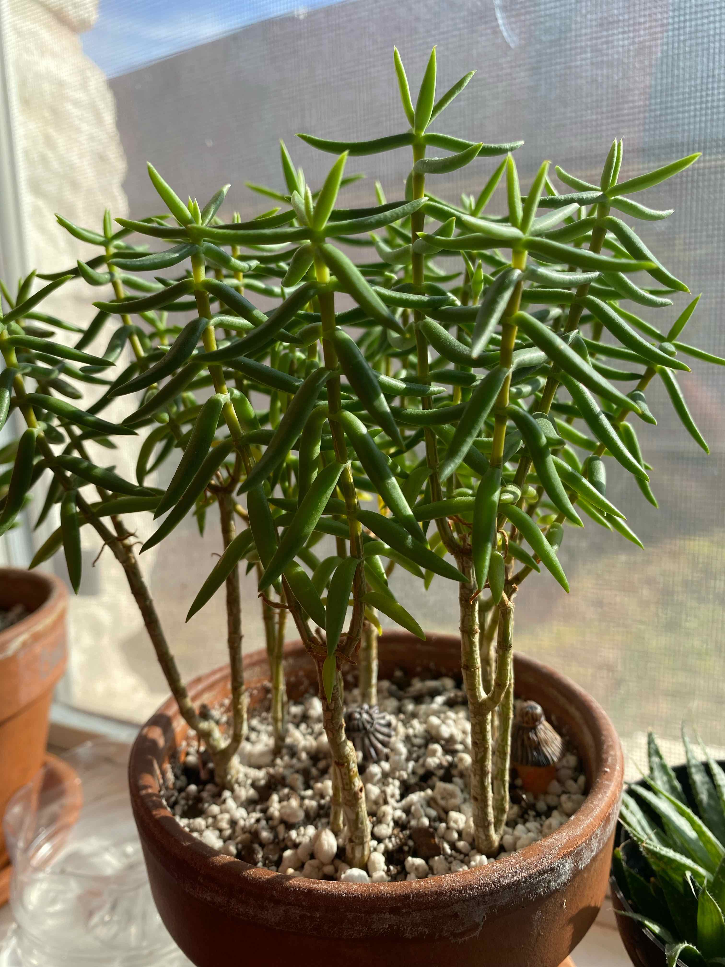 Photo of the plant species Miniature Pine Tree by @dreamlettuce named (02) Sōngshù 🌲 on Greg, the plant care app