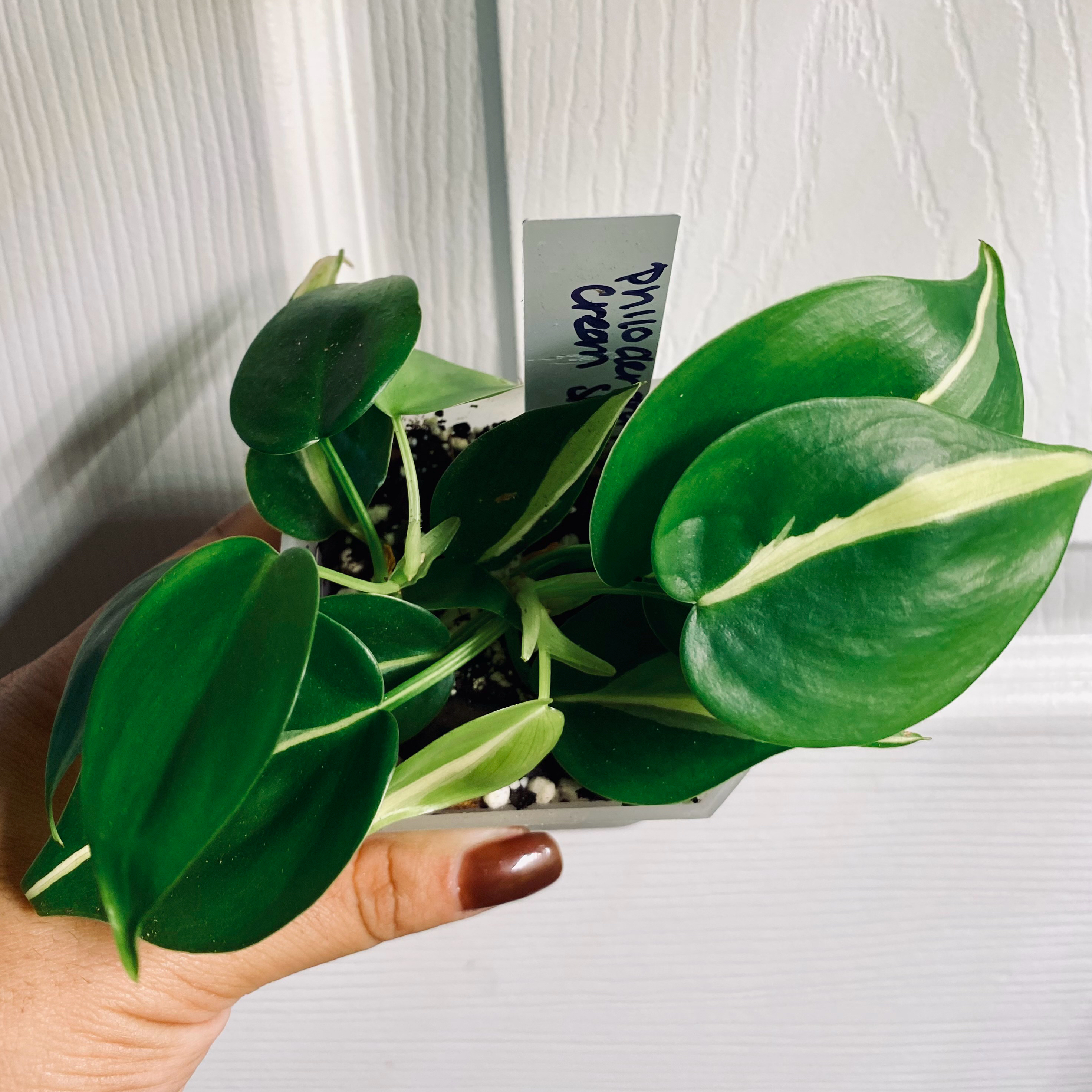 Philodendron 'Cream Splash' plant with healthy green and cream variegated leaves.
