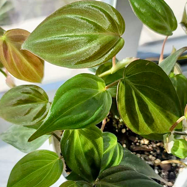 Photo of the plant species Philodendron Micans by @dreamlettuce named (04) Kasuri 🌿 on Greg, the plant care app