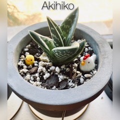 (000) Akihiko