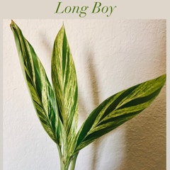 Long Boy 🌱